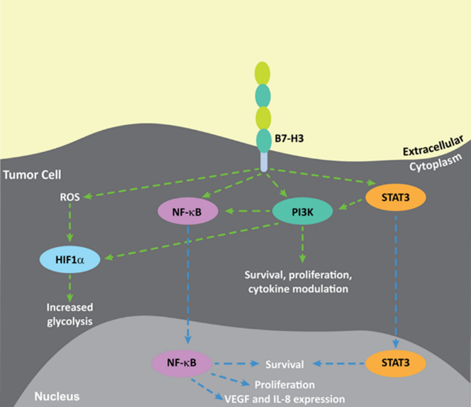 Biomarker Pathways